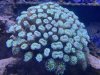 frogspawn.jpg