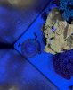 IMG_5460.jpeg