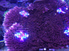 Tank 3 - Copy.png