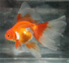 red_veiltail3.jpg