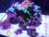 Reef 1 Dec 17.jpg
