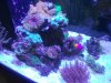reef 4.jpg