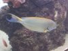 maui ocean center fish 2.jpg