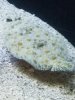 maui ocean center fish 3.jpg