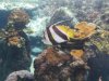 maui ocean center fish 5.jpg
