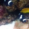 KirklinsClownfish