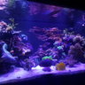 Jen/Reefin