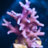 MyReefToYours