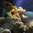 isufishtank