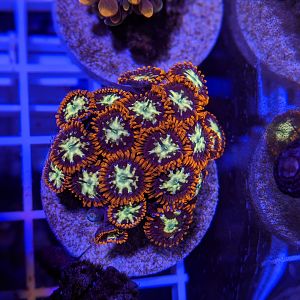 frag pack