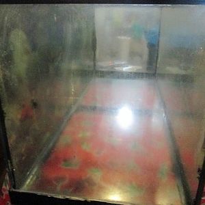 end of 75g tank