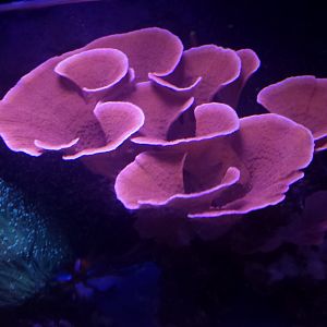 Corals